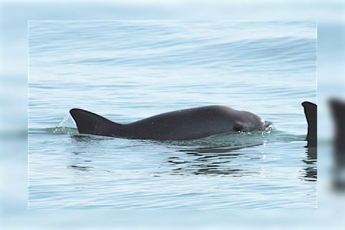 Vaquita marina: jóvenes de Baja California se convierten en observadores comunitarios de la especie