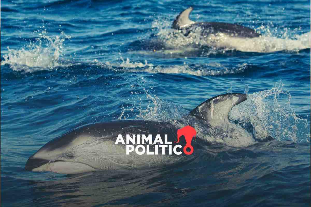 Comisión Ambiental paralela al T-MEC abre investigación contra México por omisiones en conservación de vaquita marina