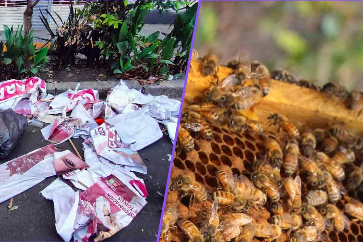 Inician colecta de lonas electorales para ayudar a las abejas en Xalapa (¡puedes donar desde CDMX!)