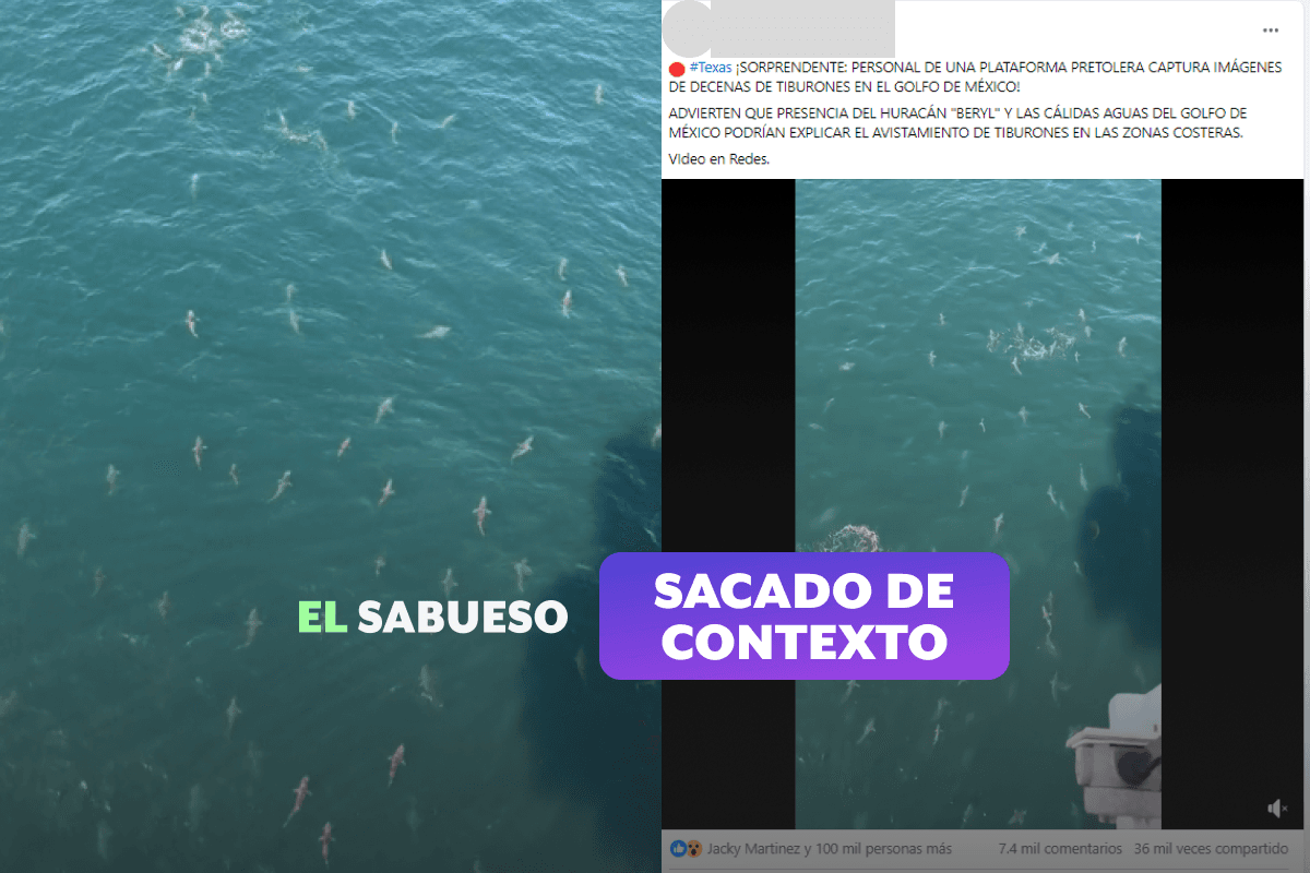 Este avistamiento de tiburones no está relacionado con el huracán ‘Beryl’