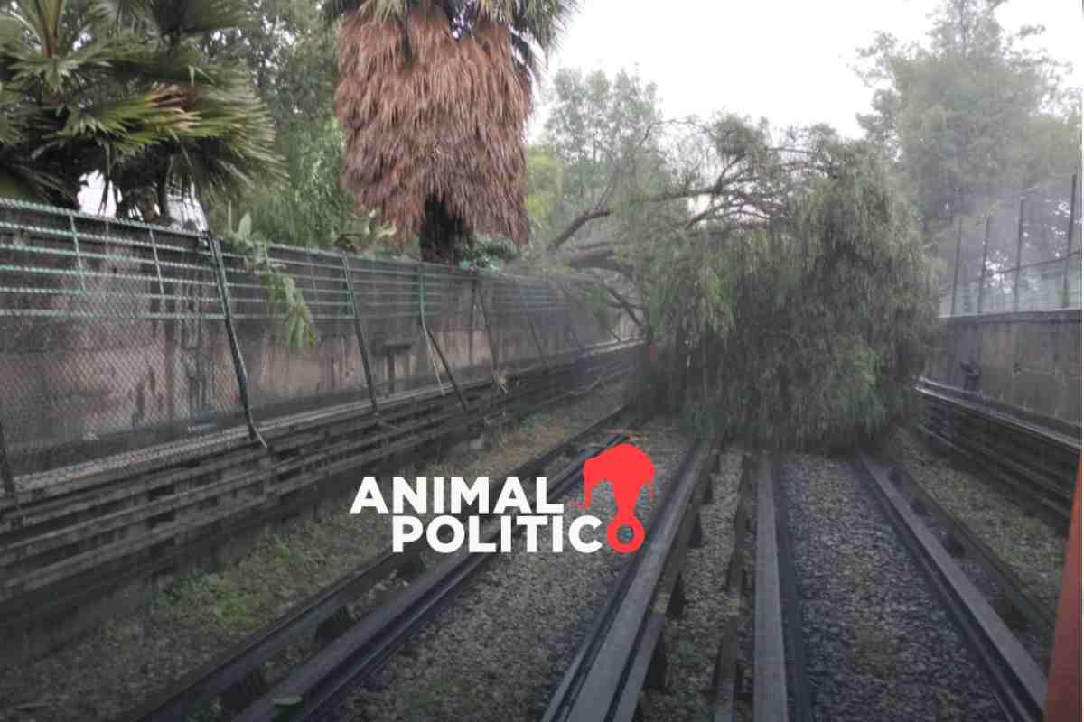 Lluvias en CDMX provocan caída de un árbol en Línea 5 del Metro; hay afectaciones en L1 del Metrobús