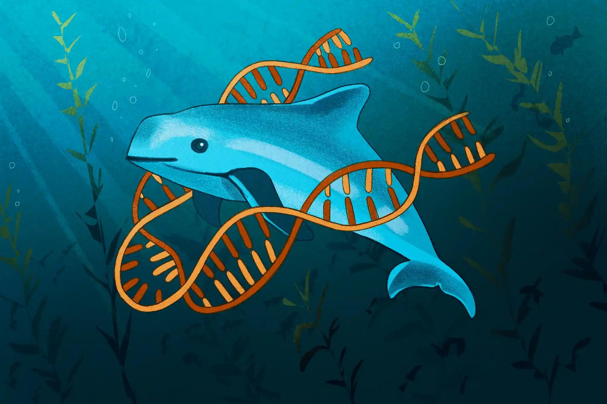Imagen: ADN Ambiental, la tecnología para detectar a la vaquita marina en el Alto Golfo de California