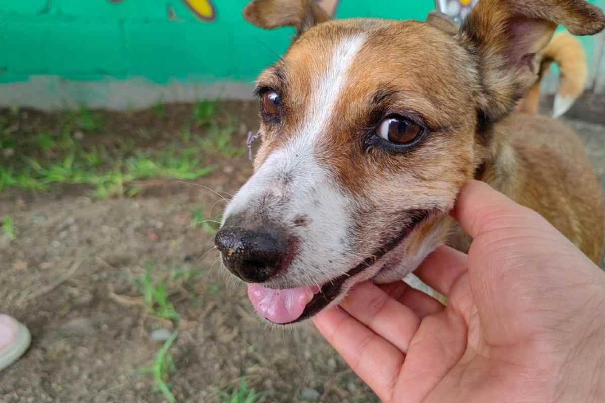 Adopta uno de estos perros rescatados del Metro CDMX y cambia tu vida y la de él