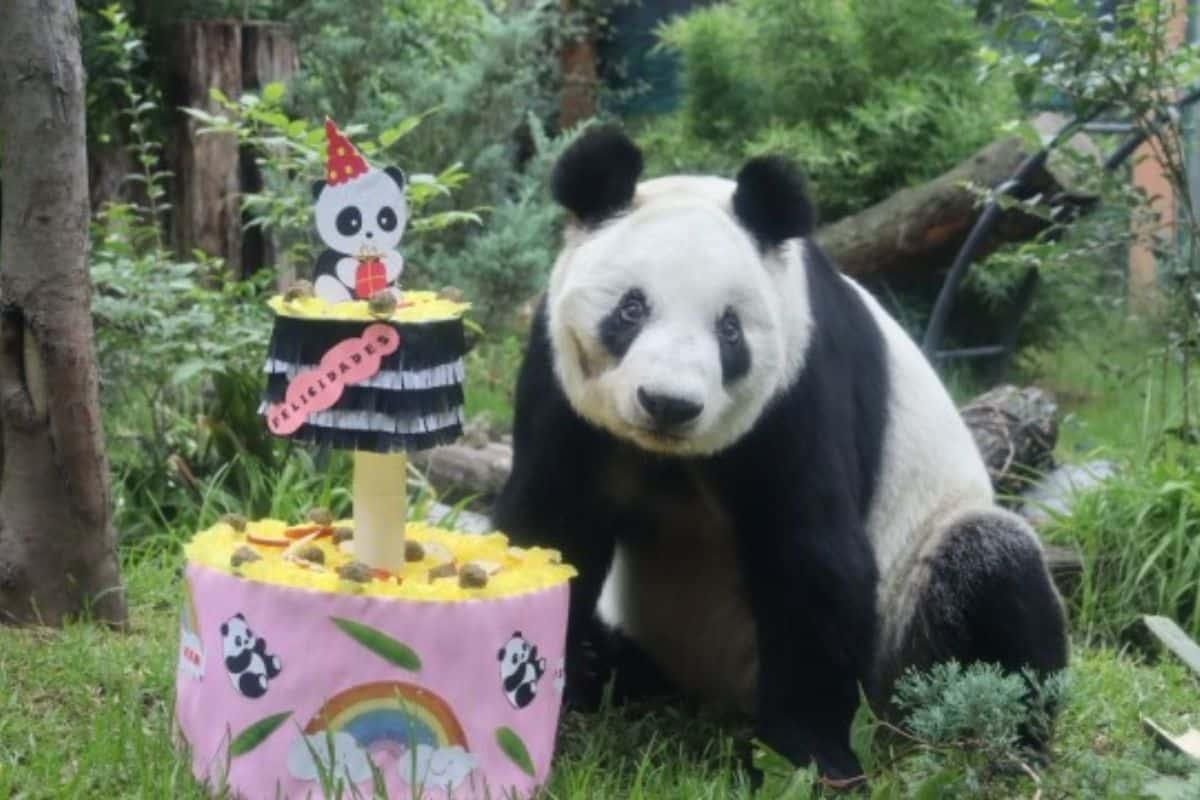 Xin Xin, la panda gigante de 34 años que vive en Chapultepec