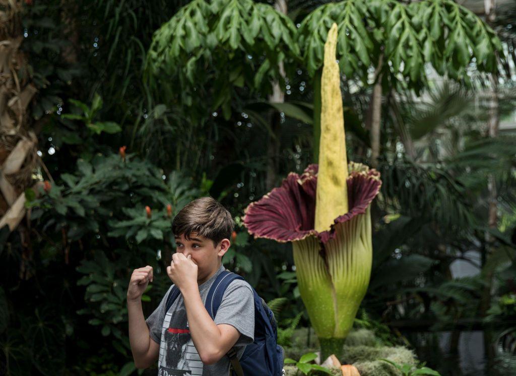 La espectacular biología del Aro Gigante, la planta que huele a muerto y tarda 10 años en florecer