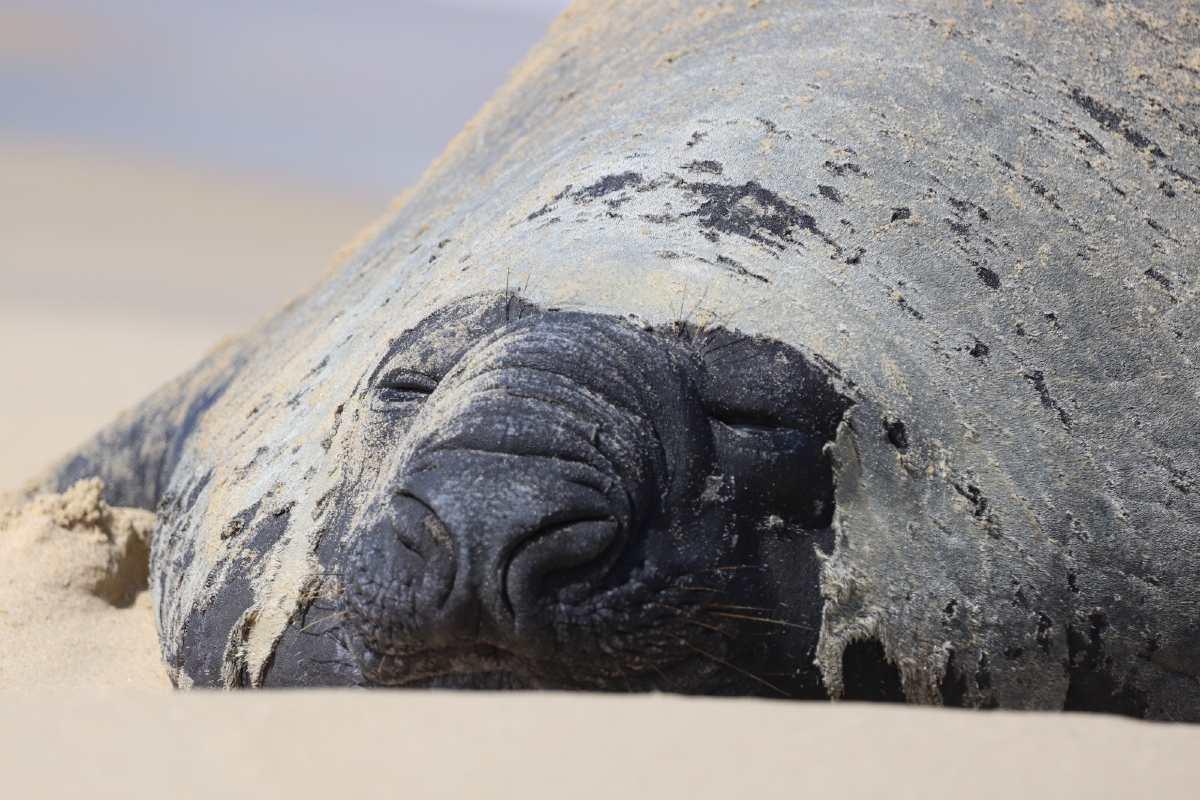 Panchito Cortés regresa al mar y deja importantes aprendizajes de conservación en Baja California