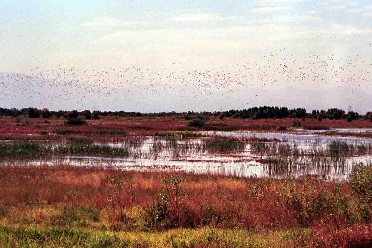 Protege y observa a las aves que llegan a Texcoco: todo sobre el Bird Fest en la Cuenca de México