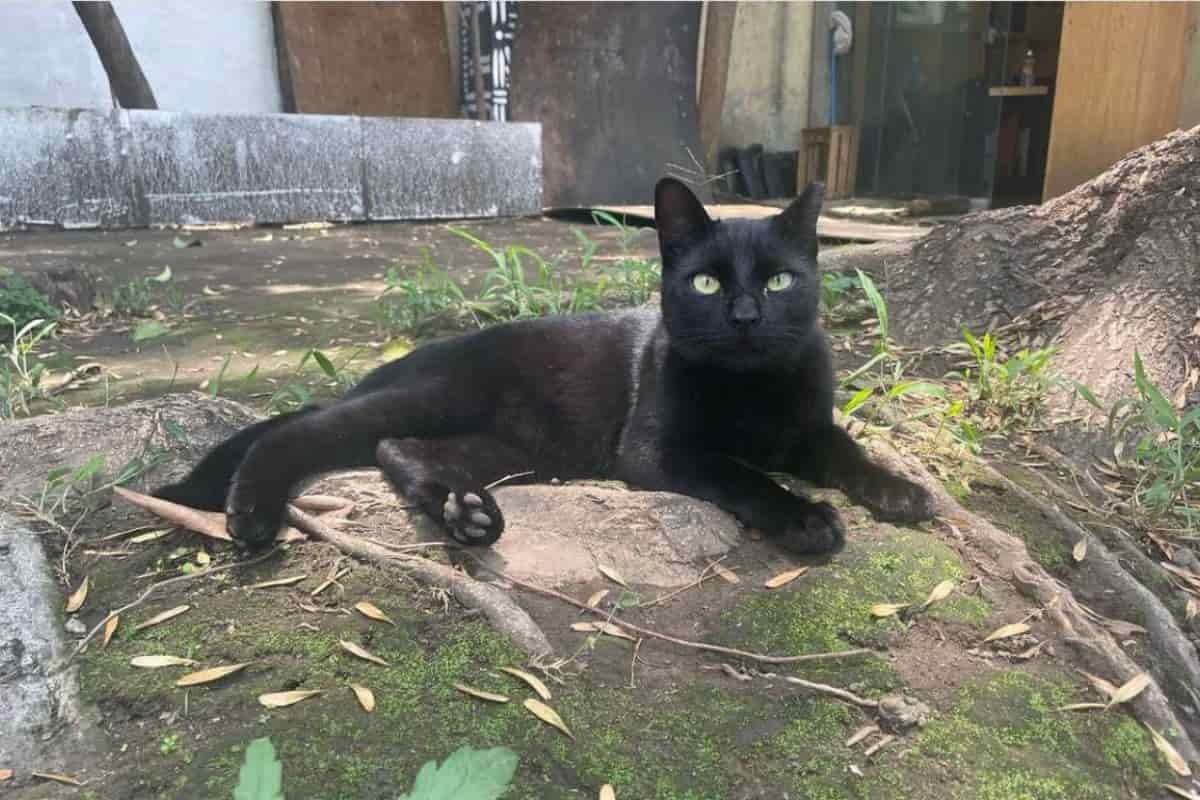 Cuidar de los gatitos del Museo Panteón de San Fernando, un acto de amor que cuidadores vecinales intentan recuperar