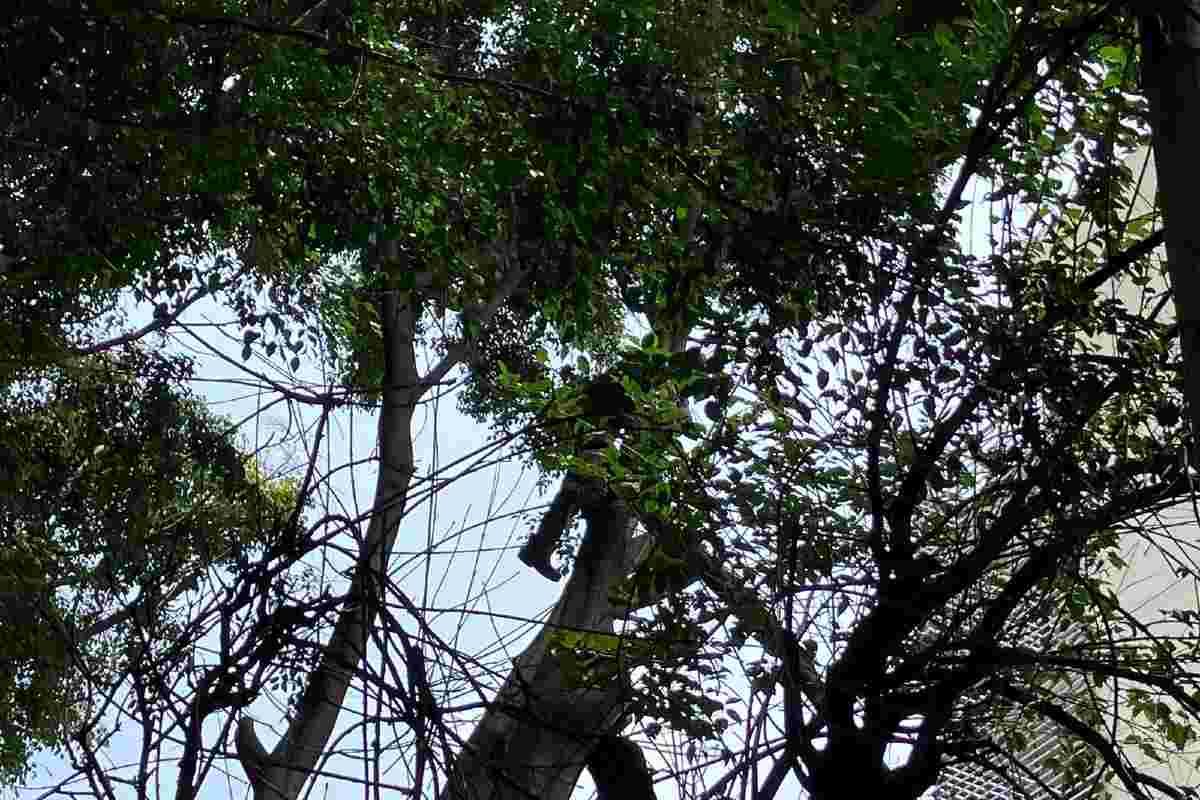 Gabriel, otro árbol sano de la CDMX, con orden de derribo para construir un edificio para vivienda