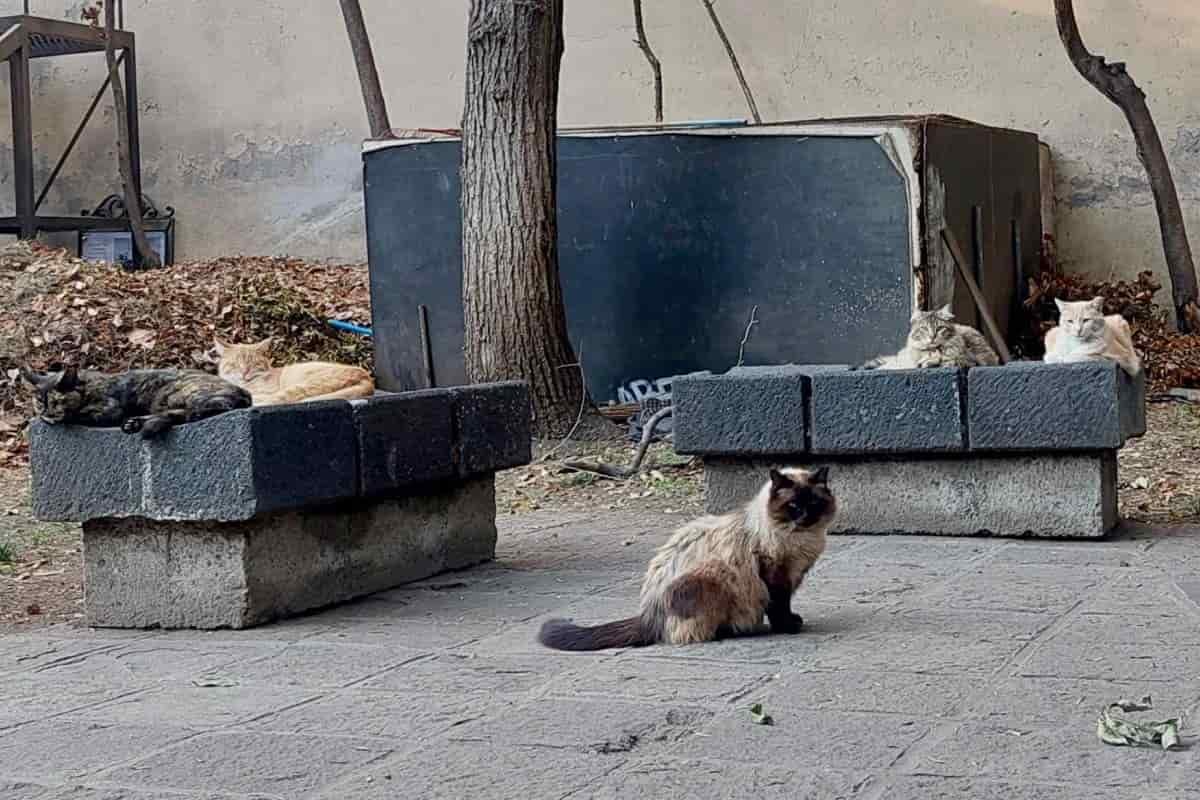 Imagen: Cuidar de los gatitos del Museo Panteón de San Fernando, un acto de amor que cuidadores vecinales intentan recuperar