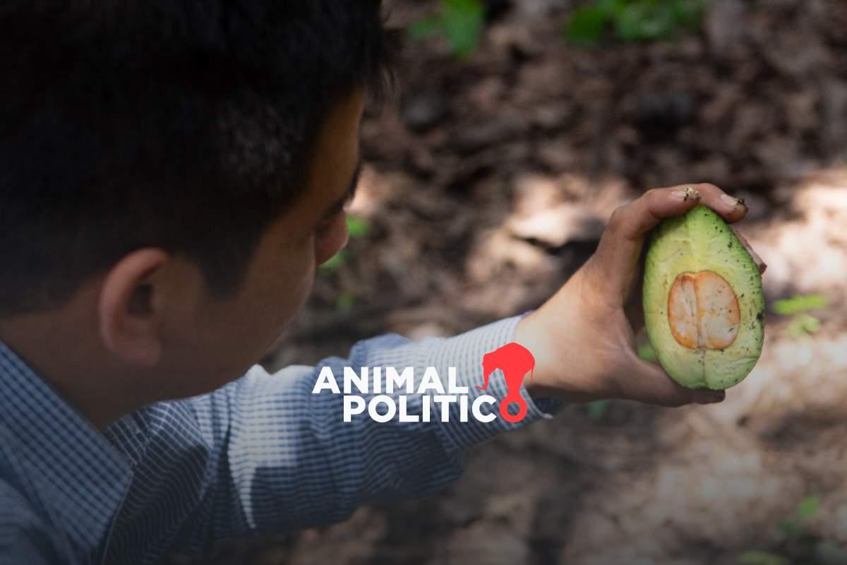 México y EU acuerdan sustituir a 100 inspectores para controles sanitarios de aguacate para exportación