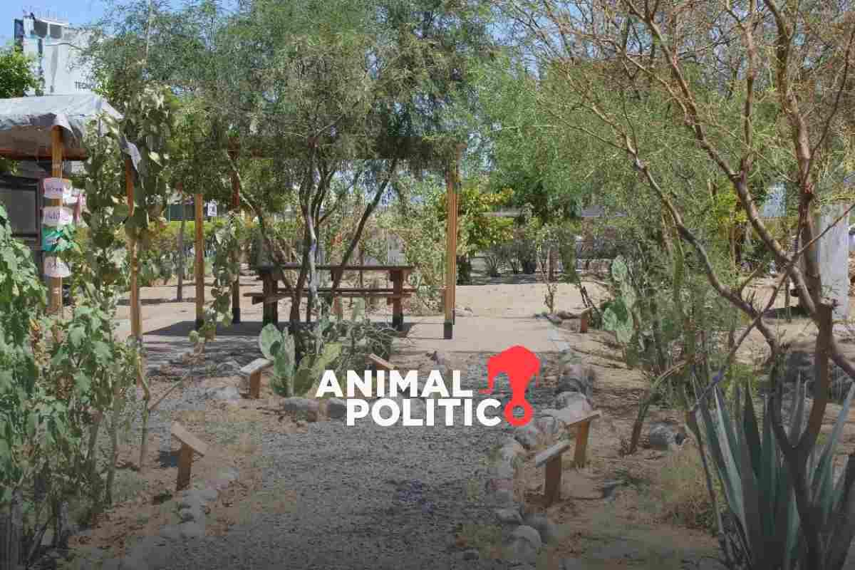 Oasis urbanos en La Paz, una apuesta para ciudades sostenibles en el noroeste de México