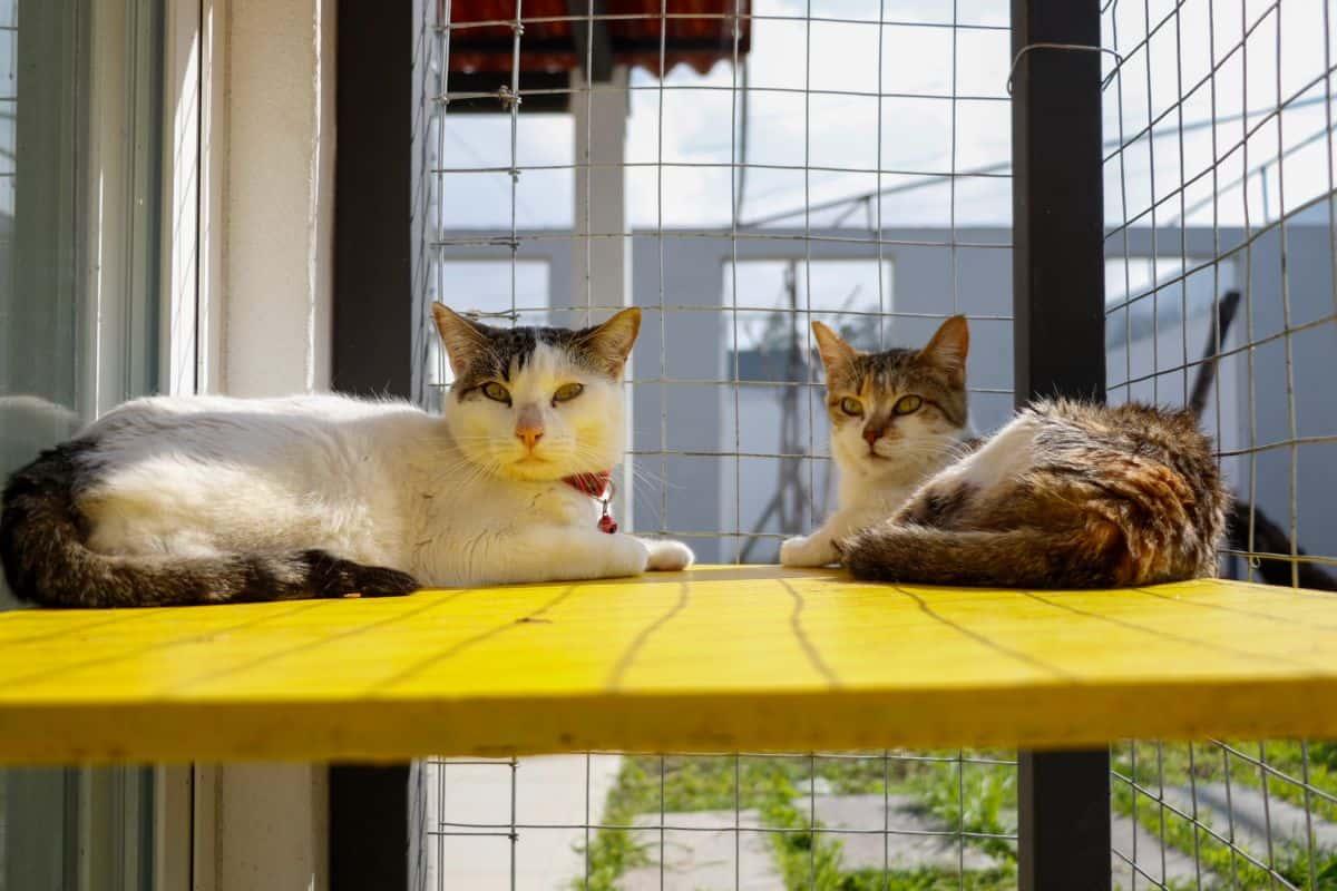 Conoce Michigan, el albergue de gatos en adopción en CDMX