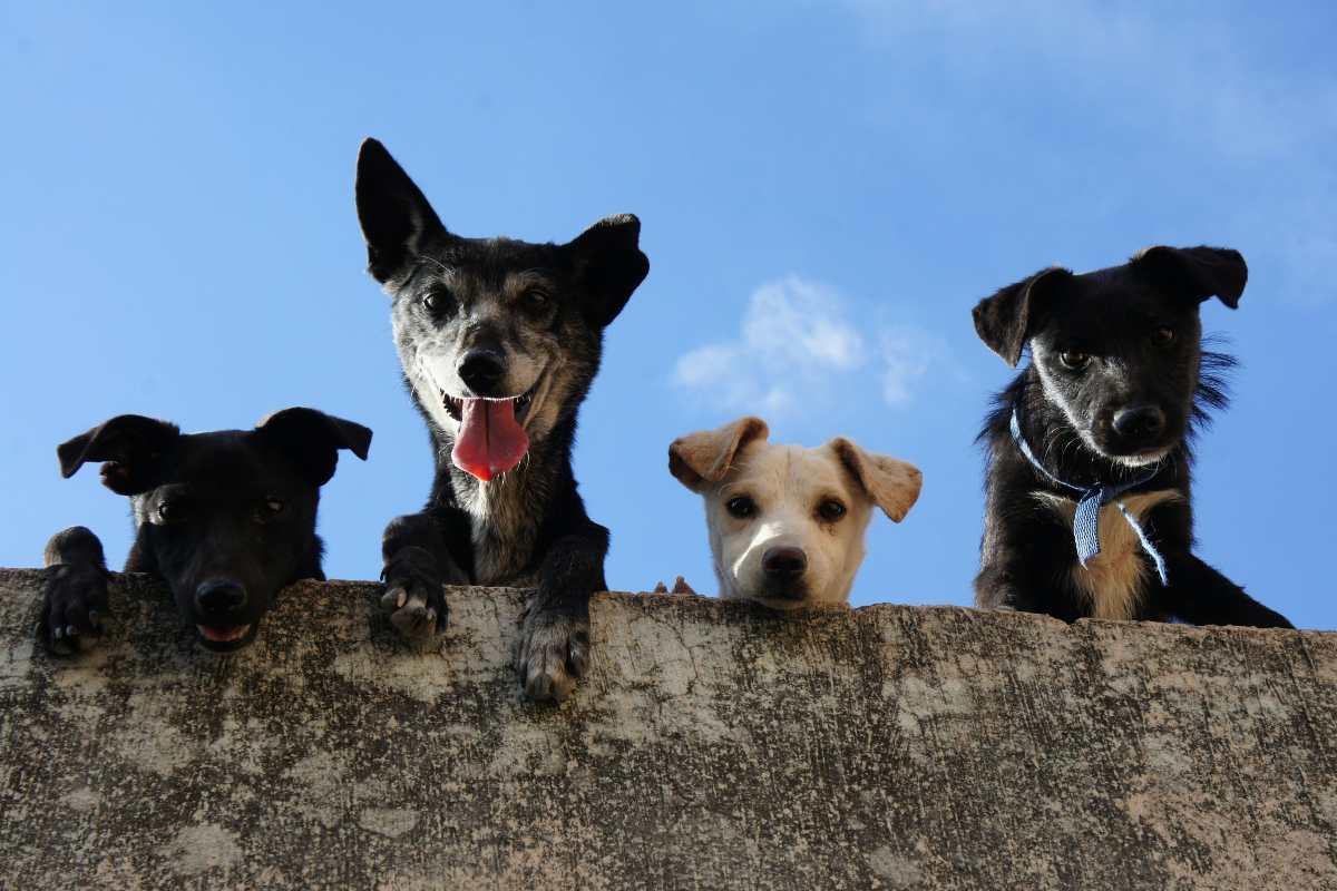 Cuida a tus mascotas este 15 de septiembre: ¿Qué hacer con ellas durante el Grito de Independencia?