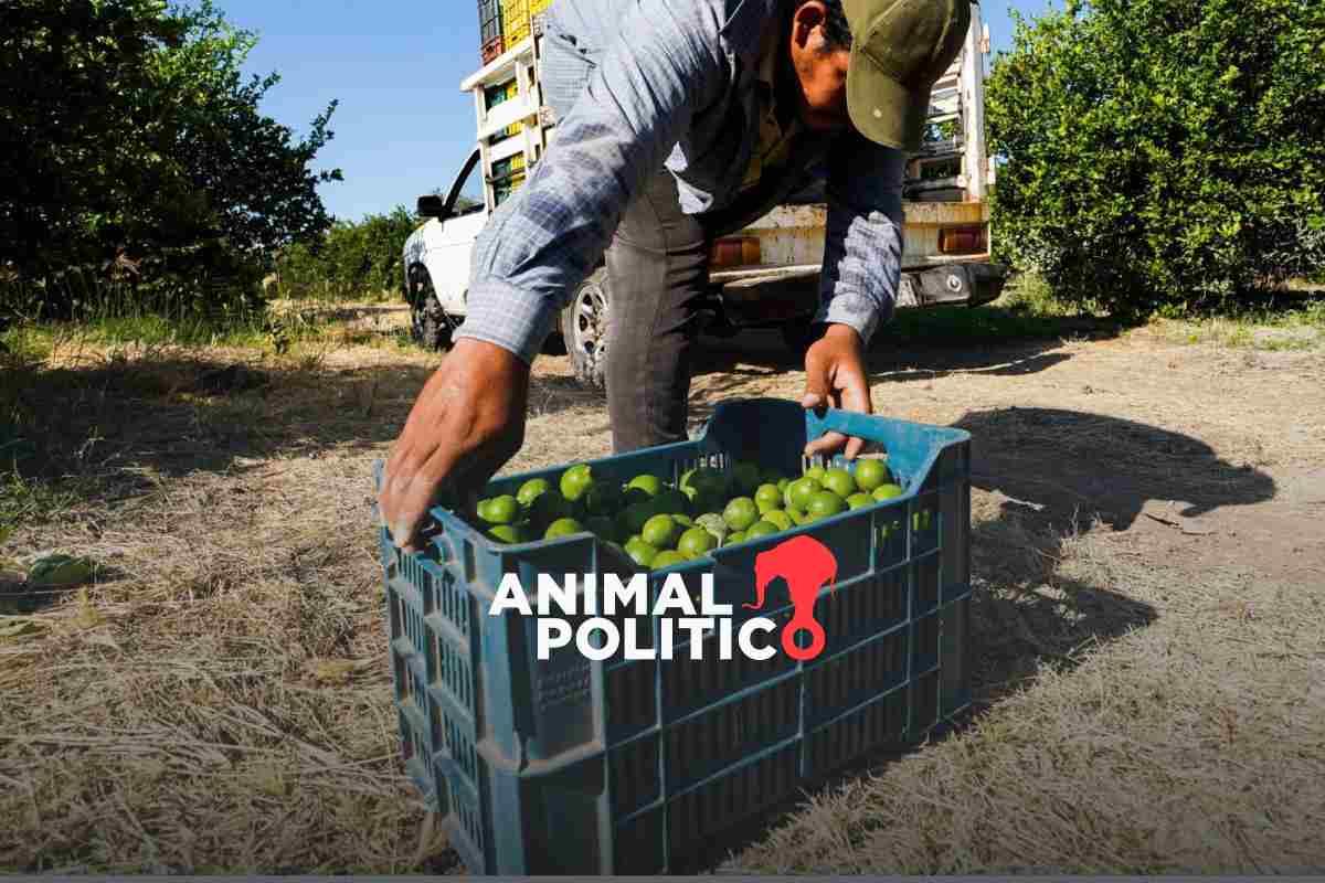 Limoneros de Buenavista, Michoacán, en paro por asesinato de empresario José Luis Aguiñaga