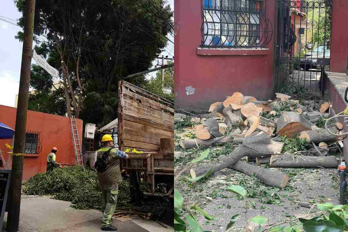 Vecinos defienden al árbol ‘Gabriel’ de un derribo total en la Benito Juárez