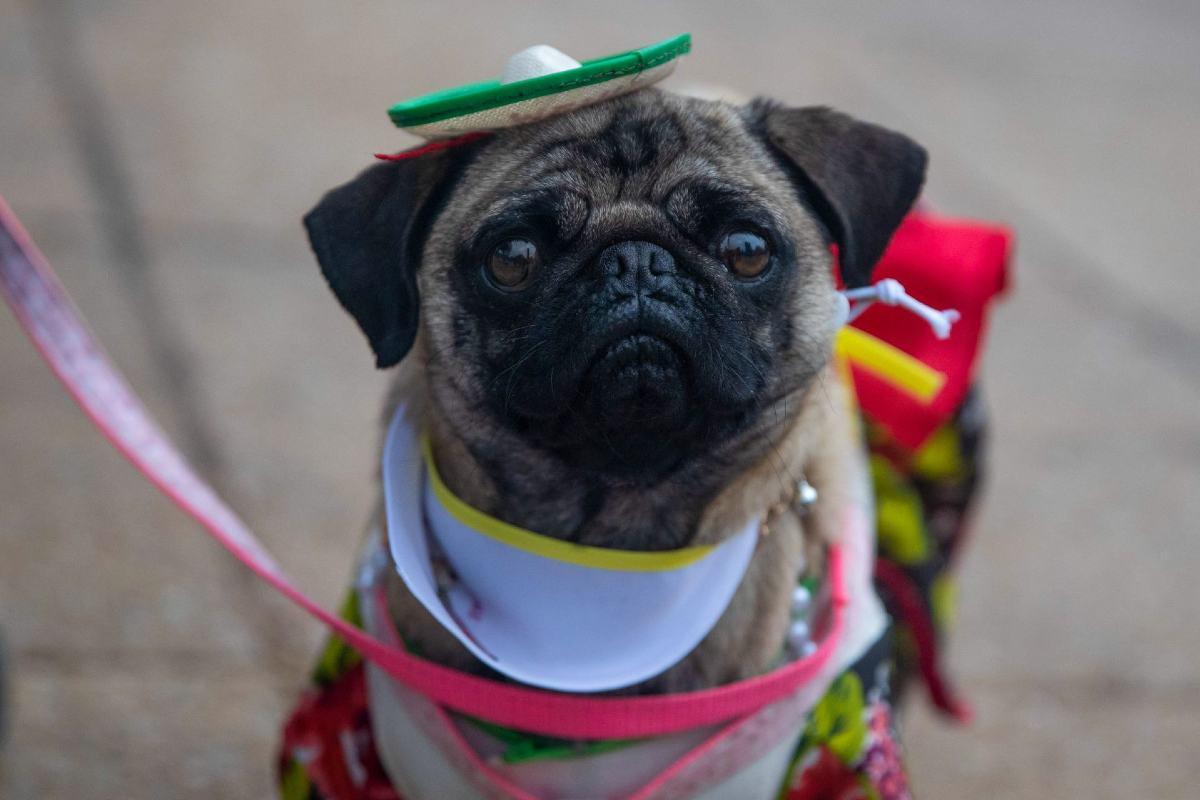 No te pierdas la reunión anual de pugs disfrazados por una buena causa