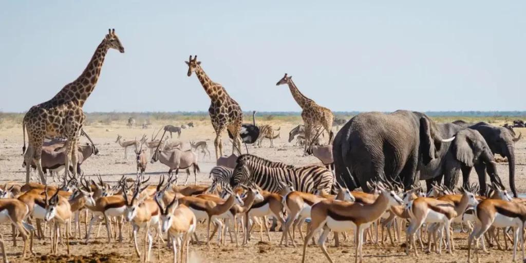 Hoy tenemos 73 por ciento menos animales silvestres que hace 50 años