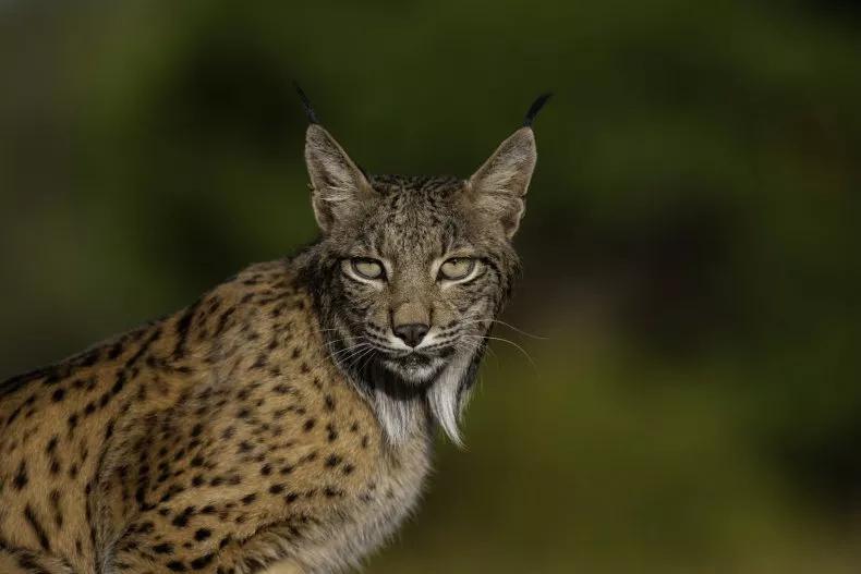 El ADN antiguo revela un giro sorprendente en la historia de supervivencia del lince