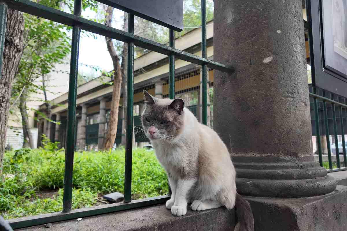 Catacumberitos, la organización contra el abandono animal que impulsa la vida digna de los gatitos