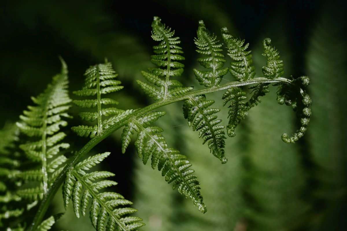 ¿Mozart o Metallica? Un estudio sugiere que la música ayuda al crecimiento de plantas