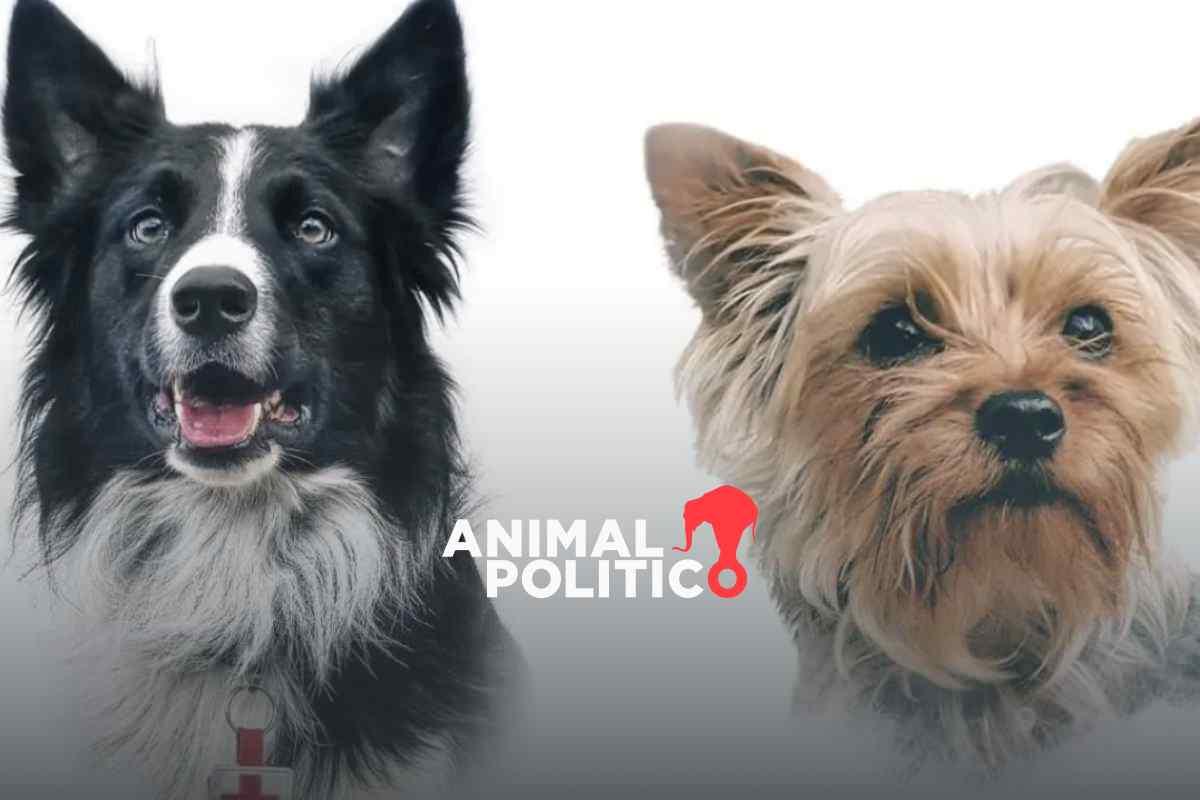 Caso Athos y Tango: Suprema Corte revoca amparo que redujo sentencia al asesino 