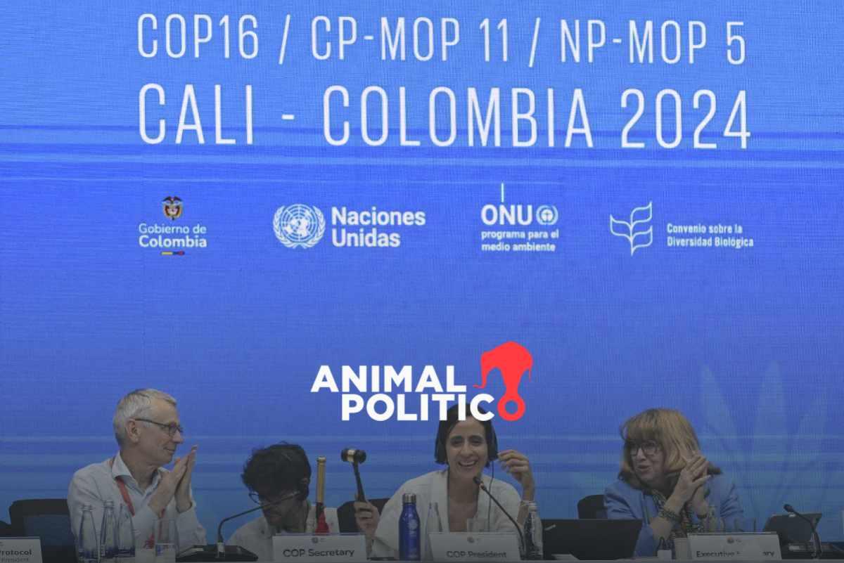 suspenden-cop16-falta-quorum