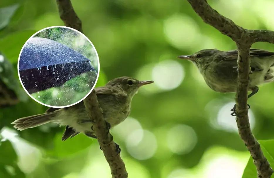 ¿Por qué las lluvias provocan divorcios entre las aves?