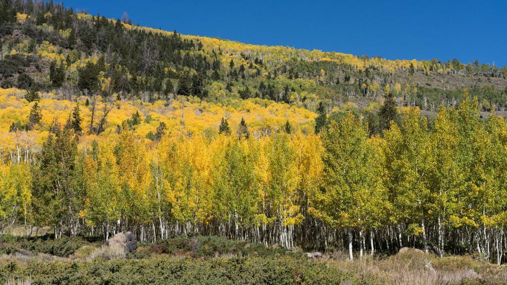 Pando, el árbol considerado uno de los seres vivos más antiguos y pesados de la Tierra