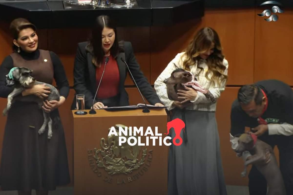 senado-aprueba-reforma-proteccion-animal