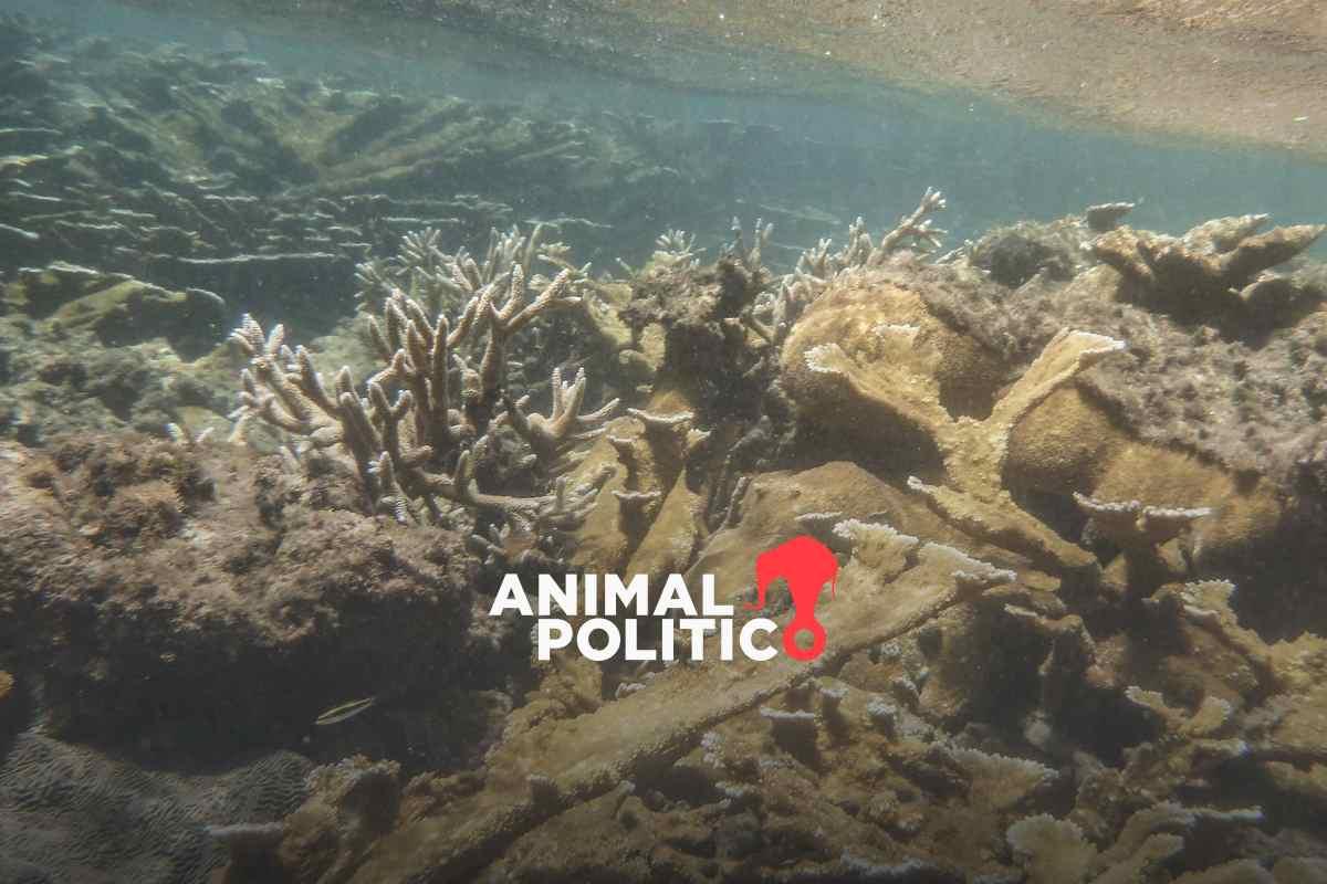 Descubren un coral de Puerto Rico que podría salvar otros arrecifes en peligro por la crisis climática