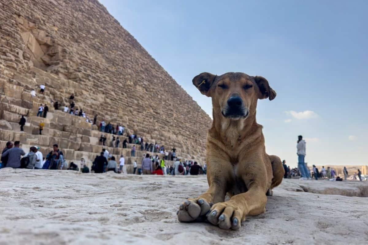 Perros en las pirámides de Egipto causan sensación entre turistas