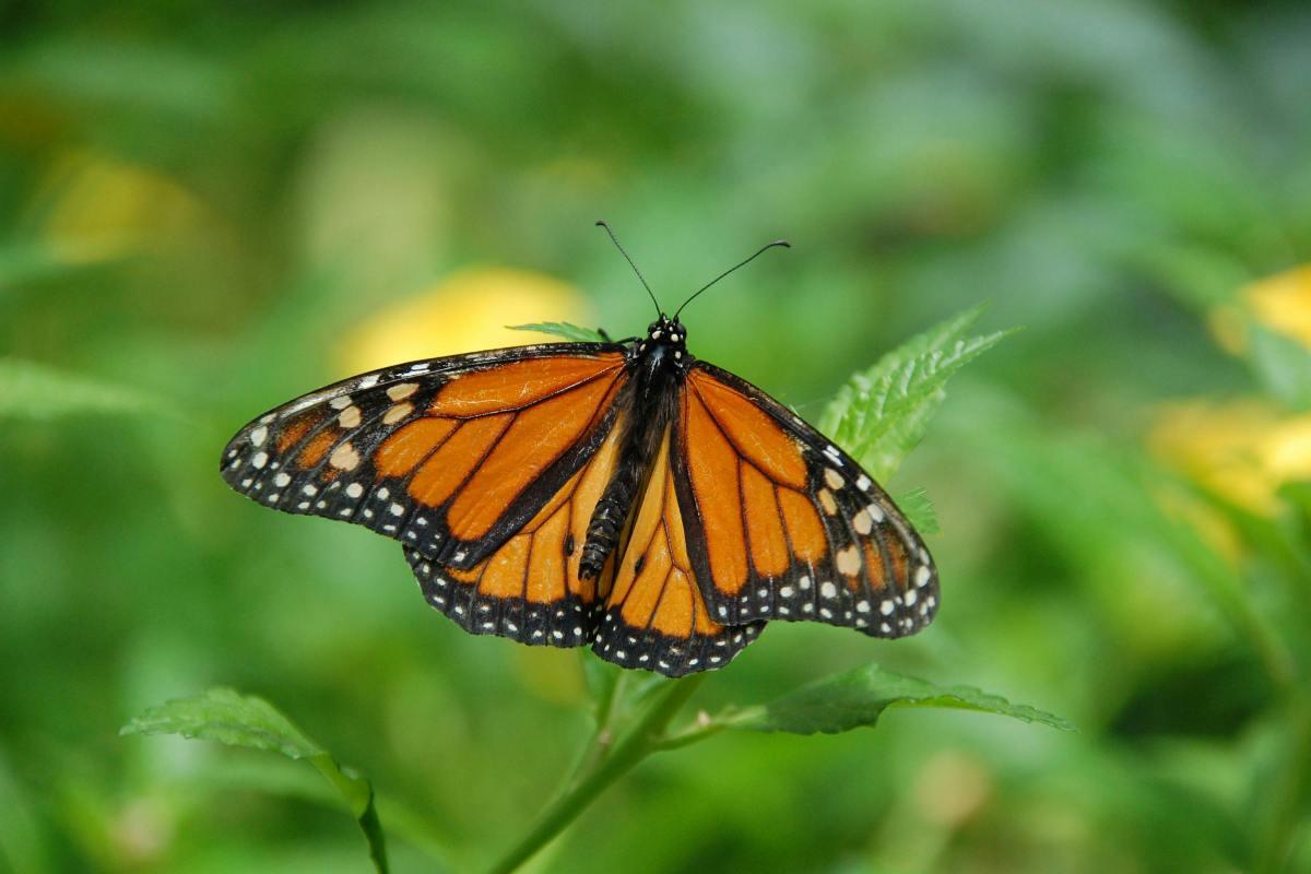 Vive una experiencia inolvidable: los santuarios de mariposas monarca abren sus puertas