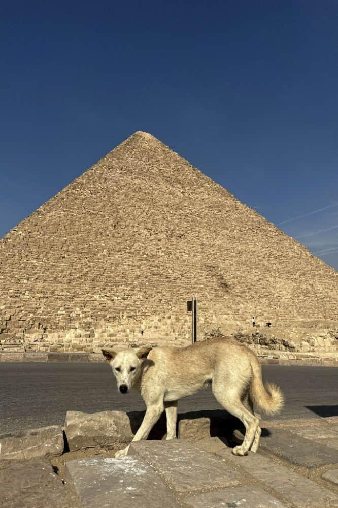 Imagen: Perros en las pirámides de Egipto causan sensación entre turistas