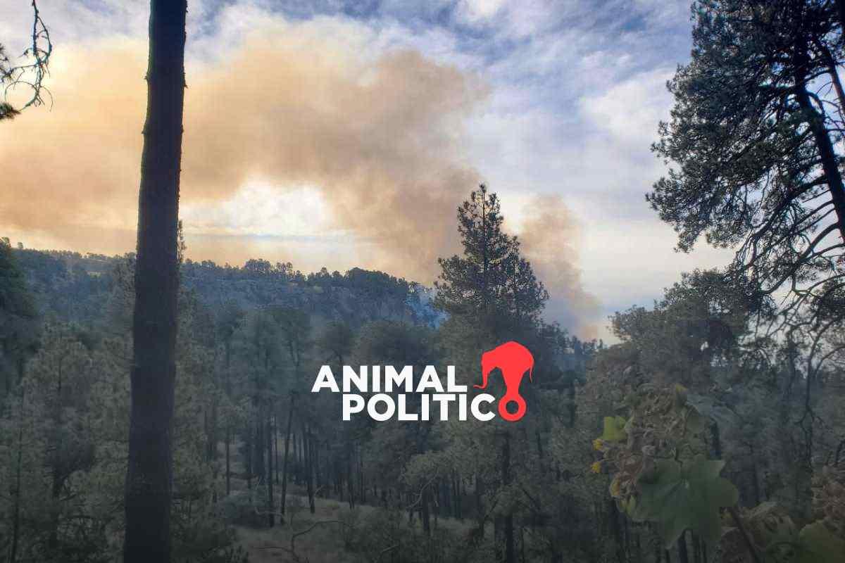 Se cancela la acampada: por incendio forestal, cierran parque Izta-Popo hasta nuevo aviso