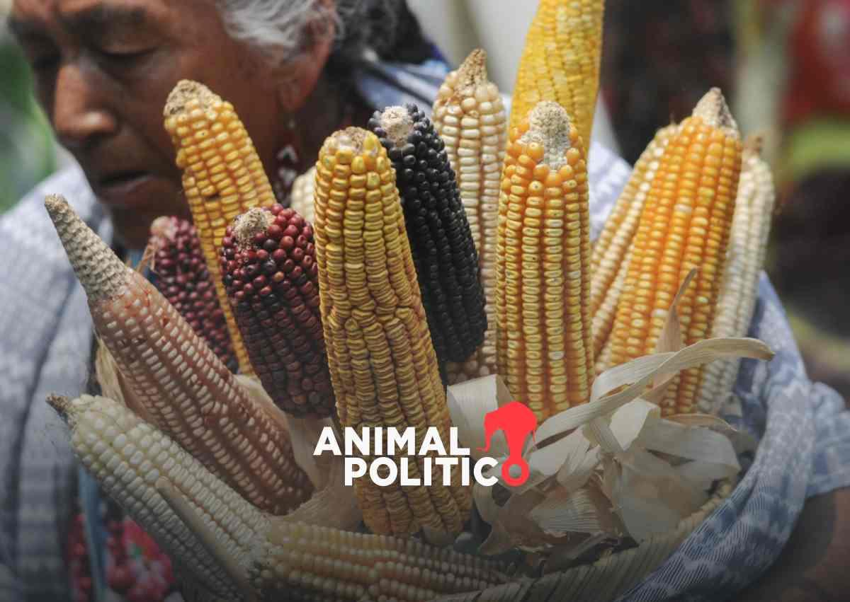 México pierde disputa del T-MEC contra Estados Unidos sobre el maíz transgénico 