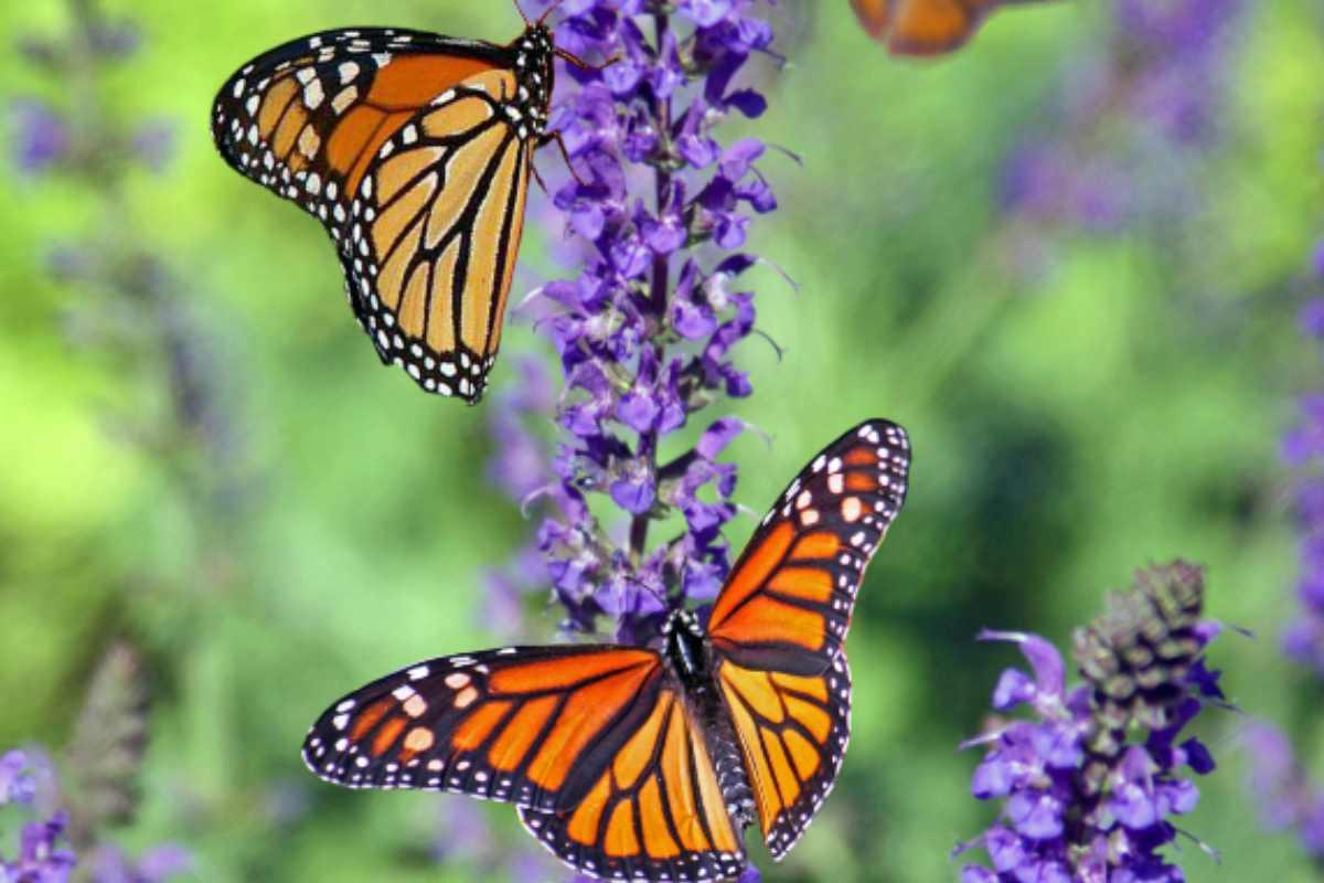 Estados Unidos propone iniciativa para proteger a la a la mariposa monarca