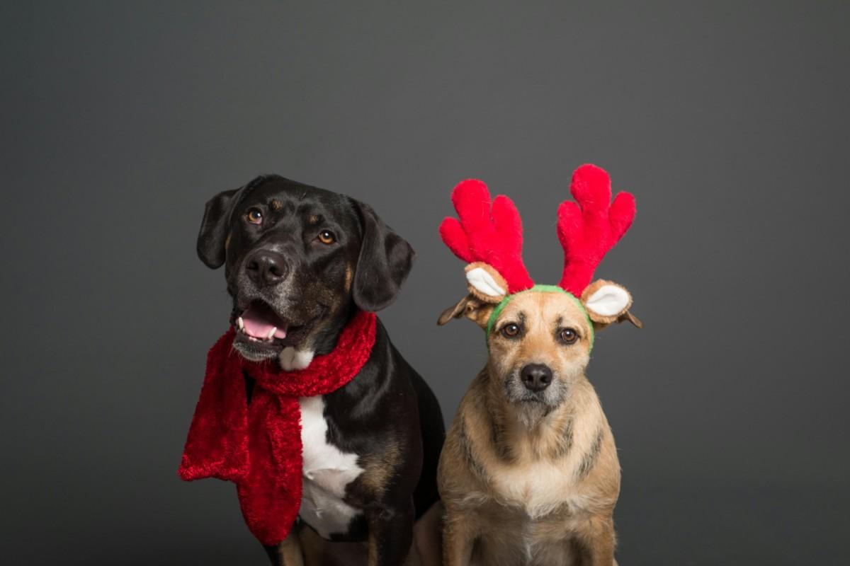 Imagen: Perritos del Metro serán ayudantes de Santa, te contamos qué harán y cómo puedes adoptarlos