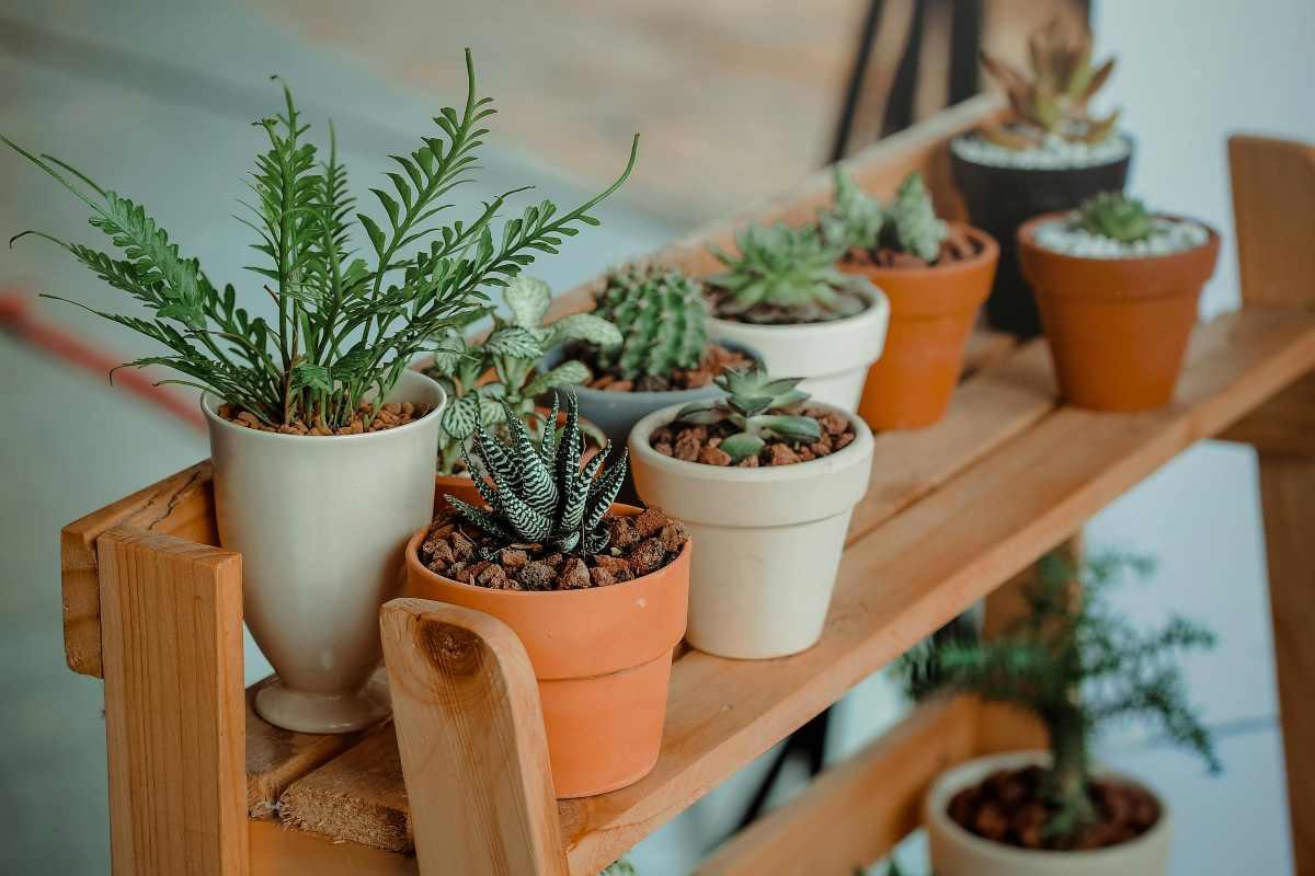 ¿Eres amante de las plantas? Asiste a la Casa Botánica en la CDMX