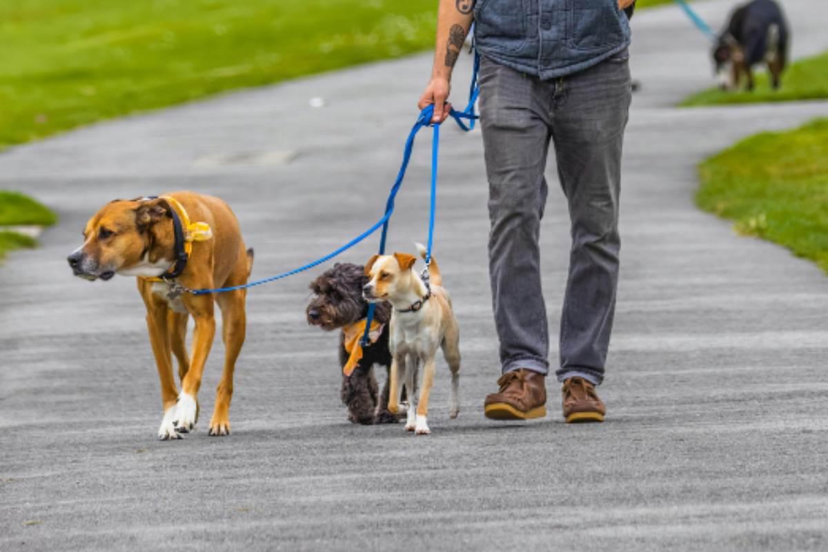 Imagen: ¿Tienes una multa de tránsito pendiente? Págala paseando perritos del Metro