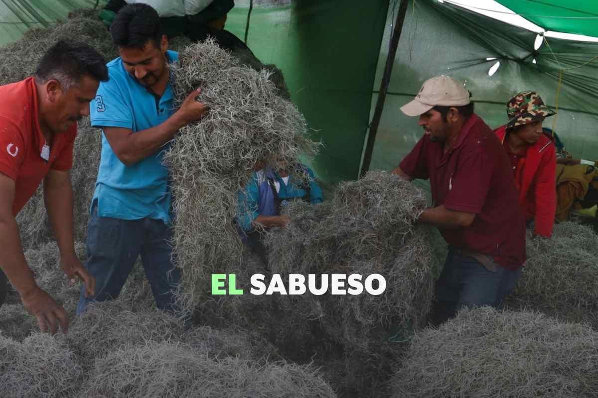 ¿Se puede usar para decoración navideña? ¿Hay un heno que es plaga? Te contamos las claves sobre esta planta