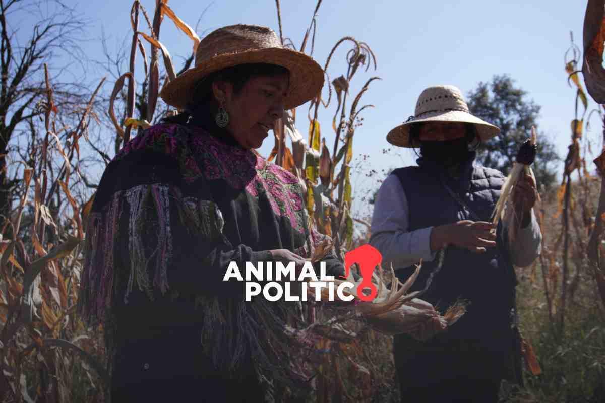 Mujeres de la periferia se organizan para compartir saberes y cultivar su propio maíz con la “escuelita de la tierra”