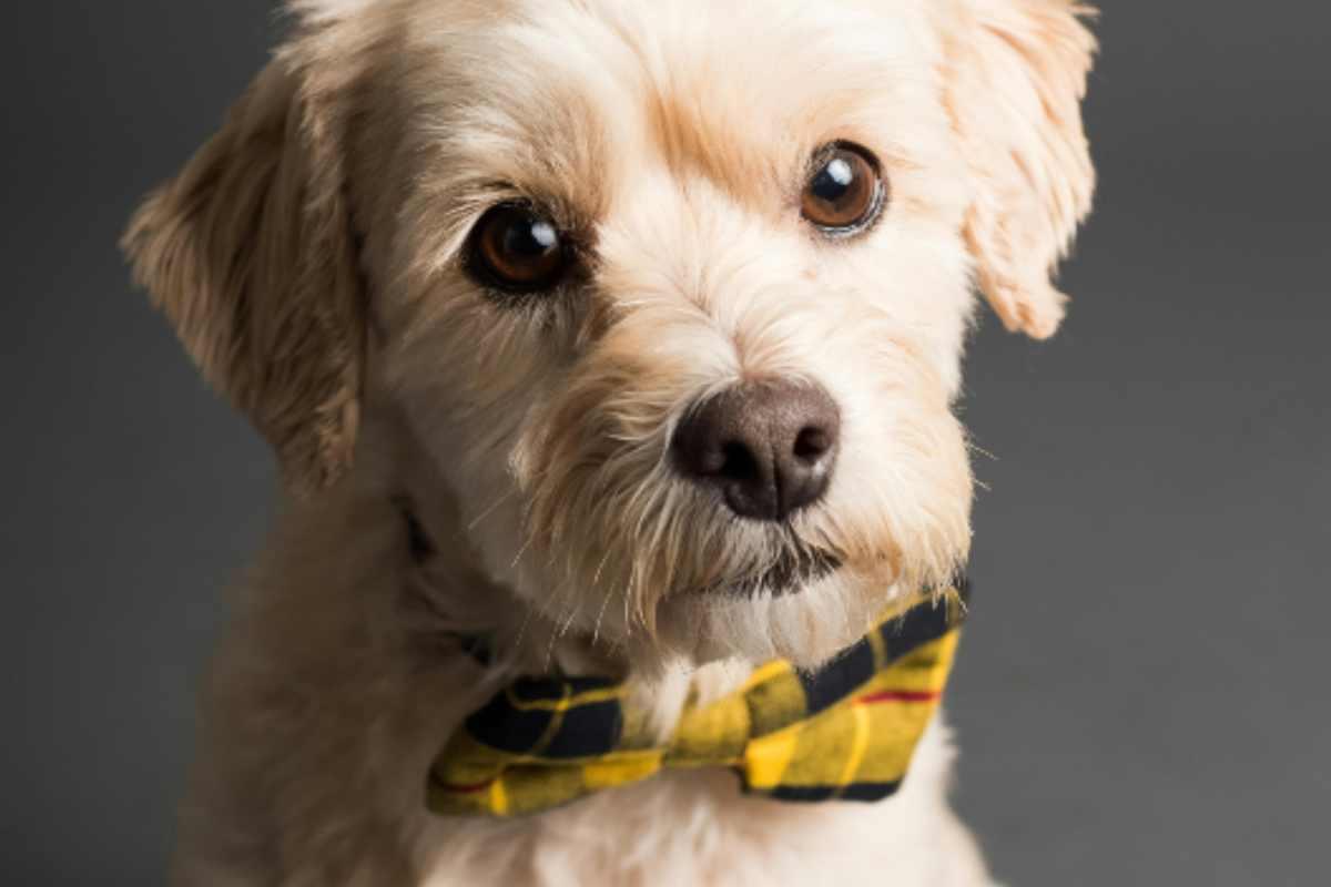 ¿Tienes macotas? Conoce el código universal de colores según su carácter