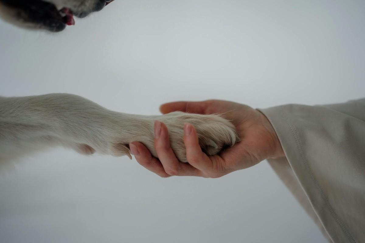 Imagen: Dale la mano a Momo y Blanquito, dos animalitos que sobreviven gracias a las colectas solidarias