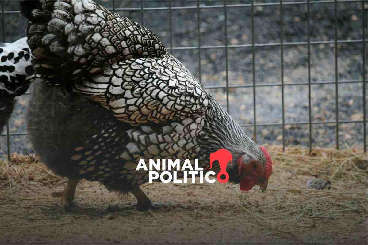 UNAM llama a estar atentos de la influenza H5N1 ante cambios en el virus; “es una situación de vigilancia”, dice académico