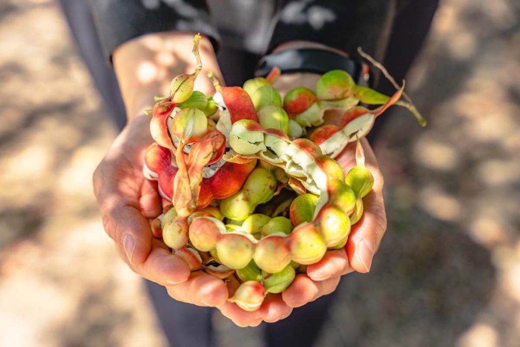 El guamúchil o pinzan, el alimento que se consume como colación o fruto seco