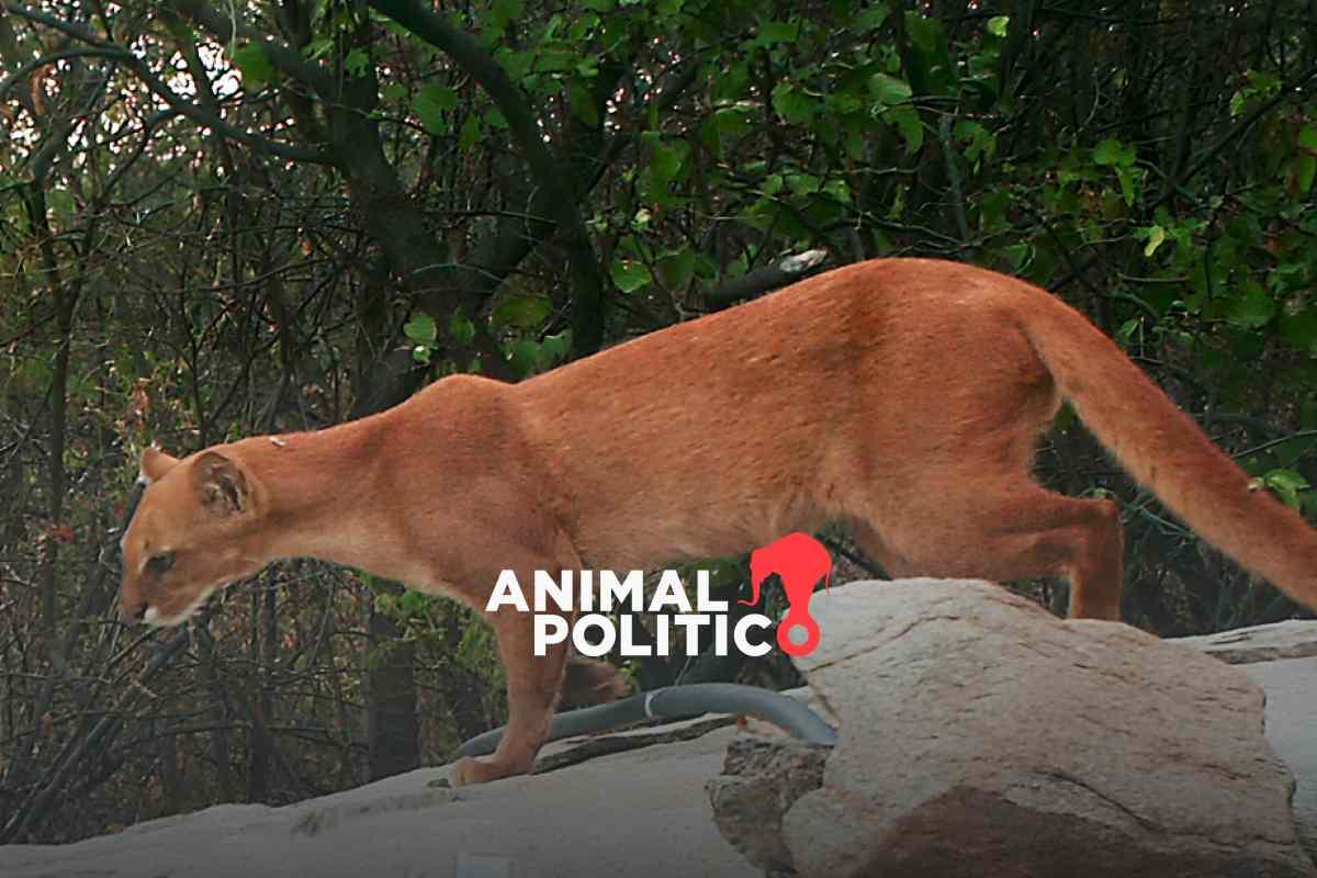 Yaguarundí: el escurridizo felino que necesita ser estudiado para lograr su conservación