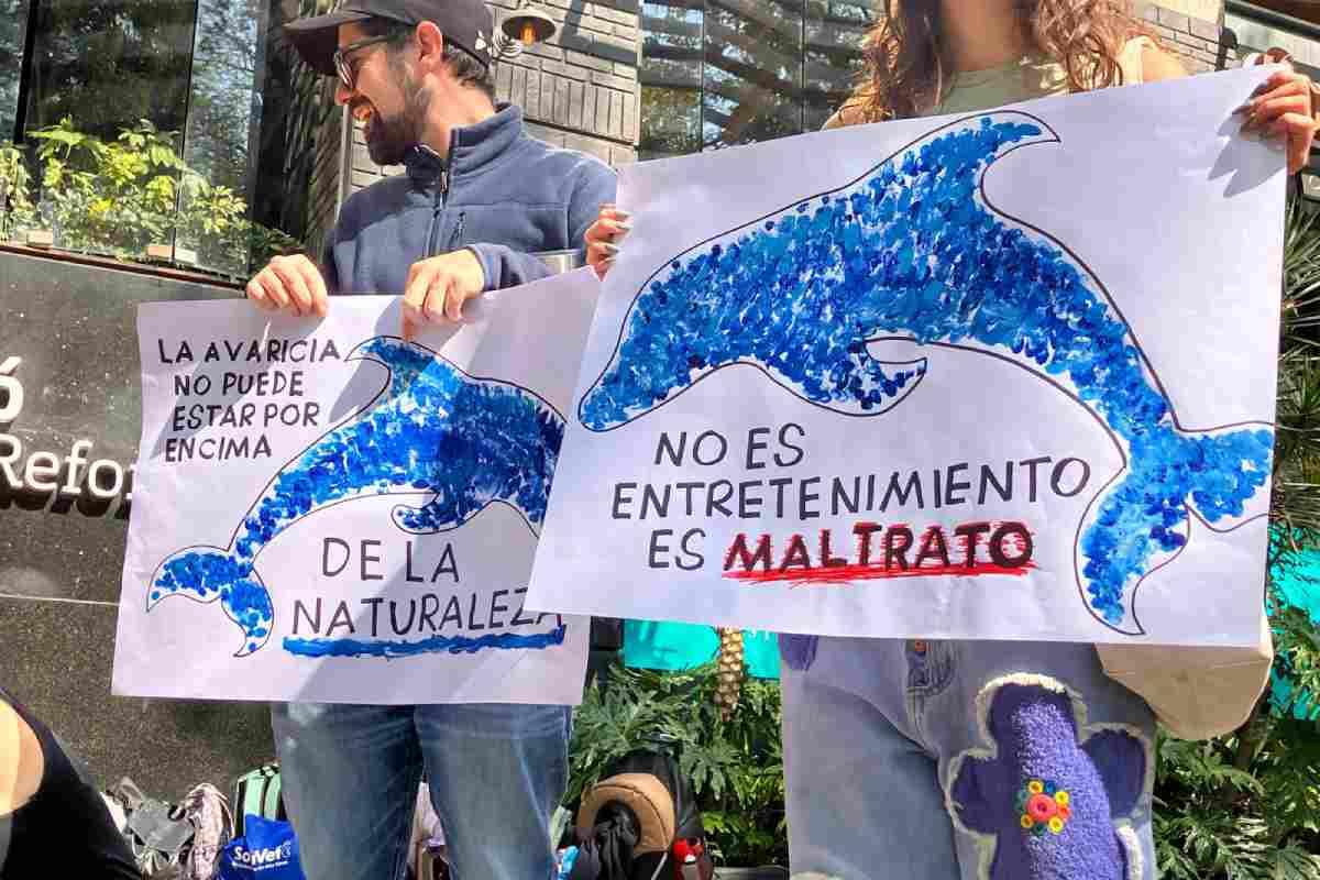 protesta-cdmx-cierre-delfinario-barcelo-riviera-maya