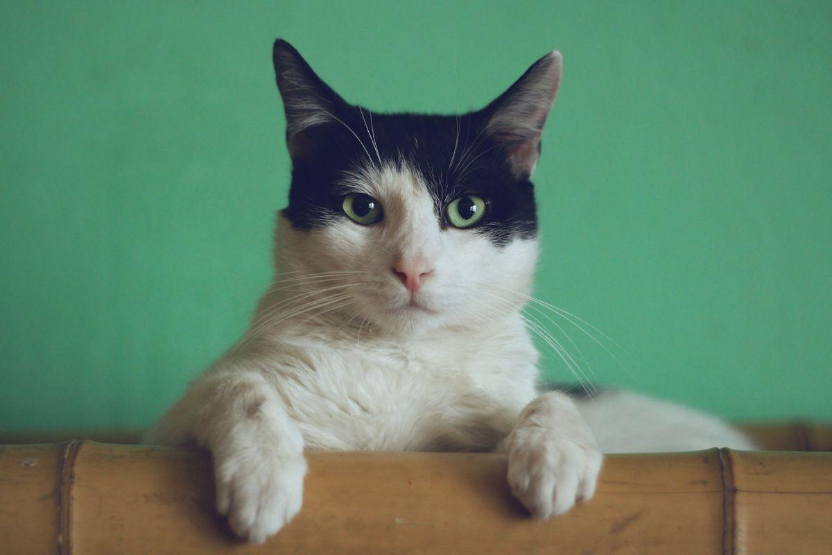 5 lugares para adoptar un gato en CDMX 🐈‍⬛ y llenar tu vida de ronroneos