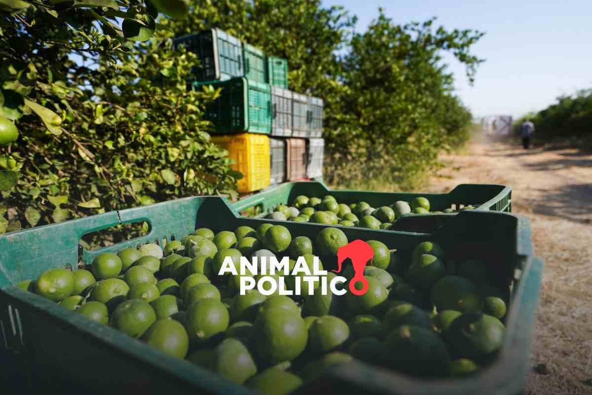 Limoneros cierran oficinas en Apatzingán, Michoacán, por amenazas